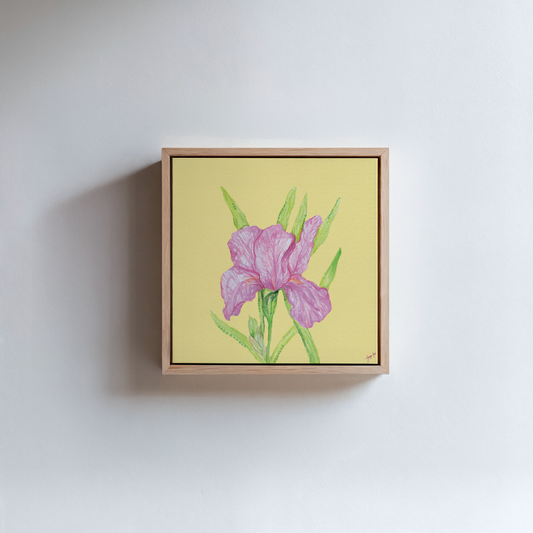 Pink Iris on Butter Yellow Background - Framed Canvas Print