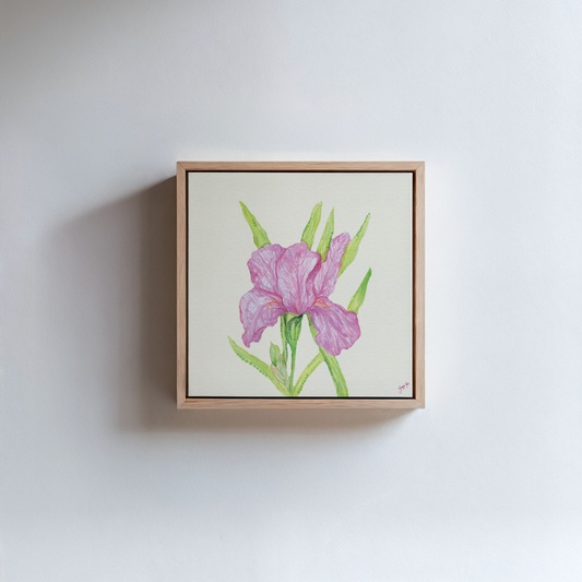 Pink Iris - Framed Canvas Print