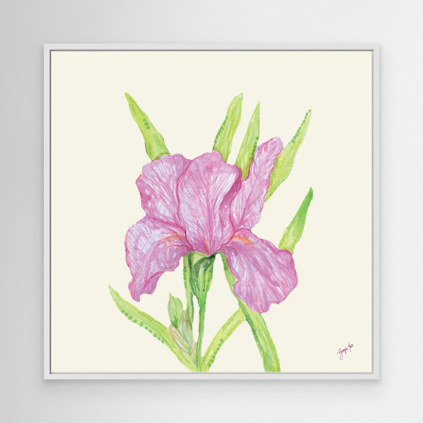Pink Iris