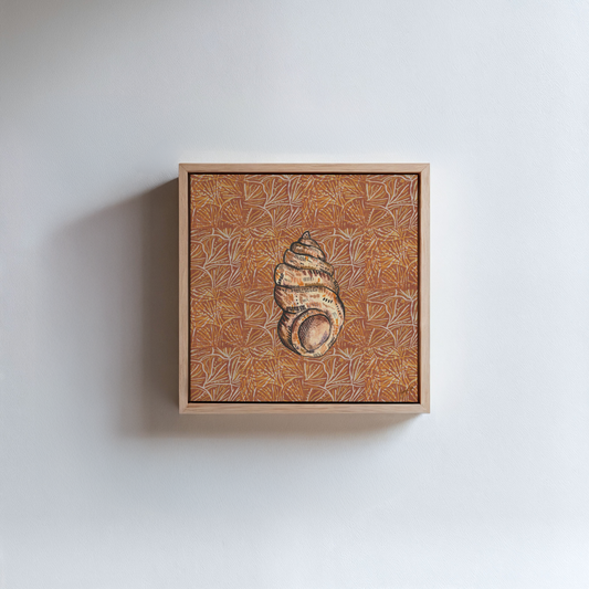 Shell Illustration Framed Canvas