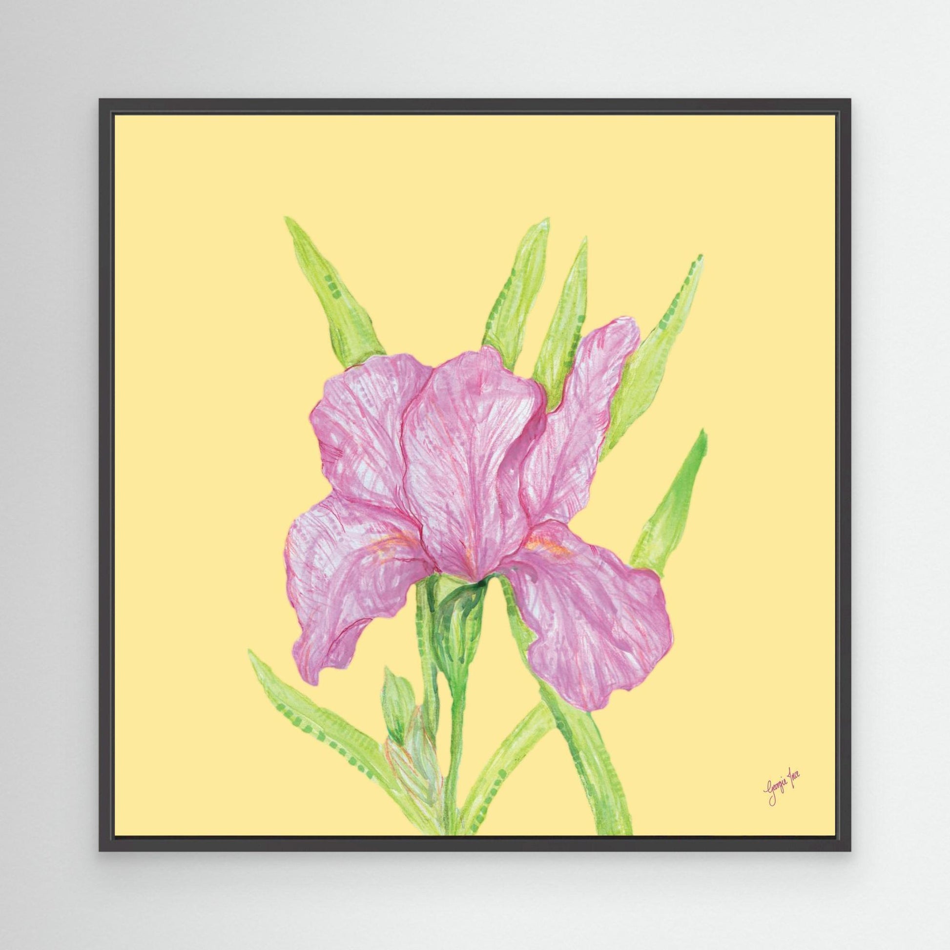 Iris in Bloom
