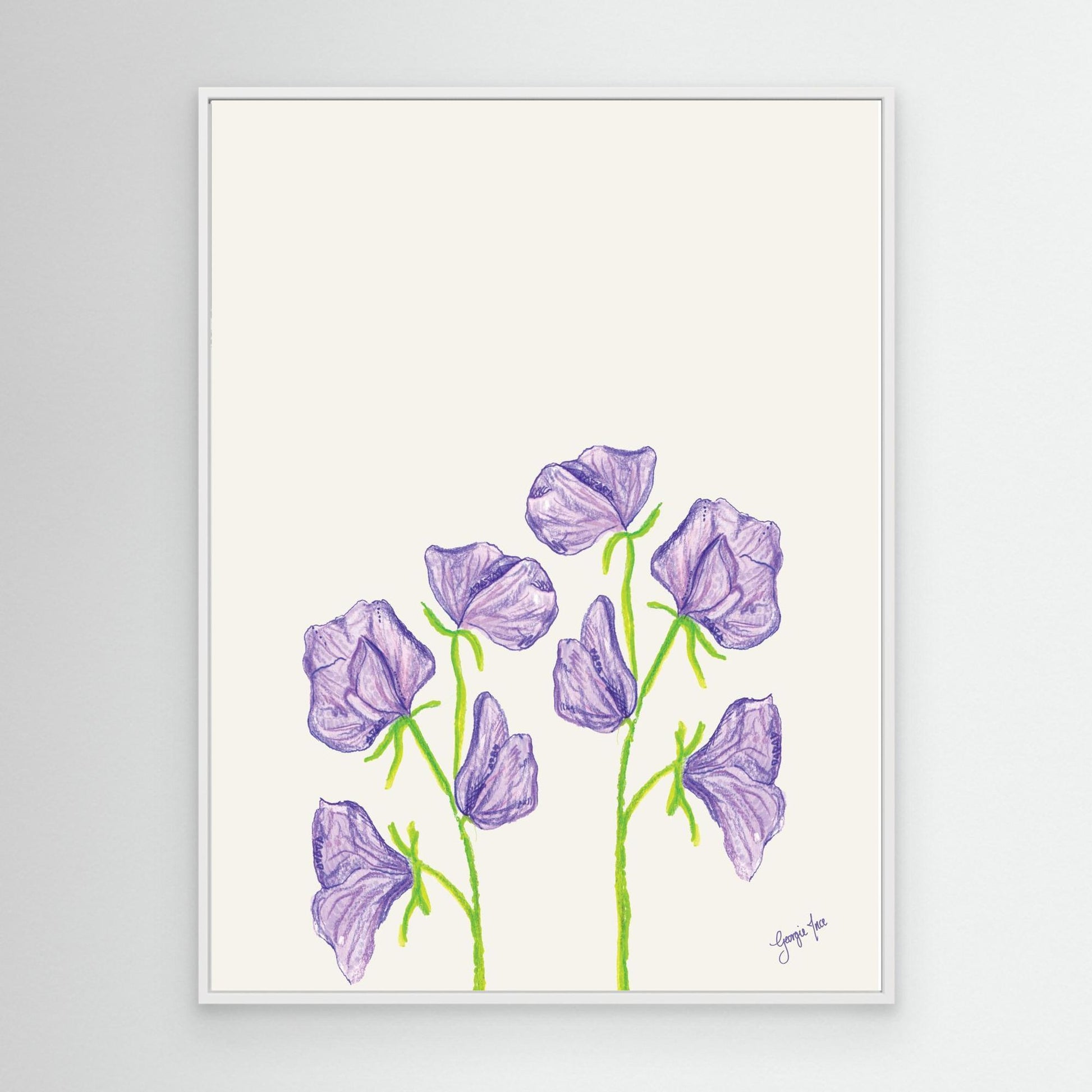 Purple Sweat Pea Flower