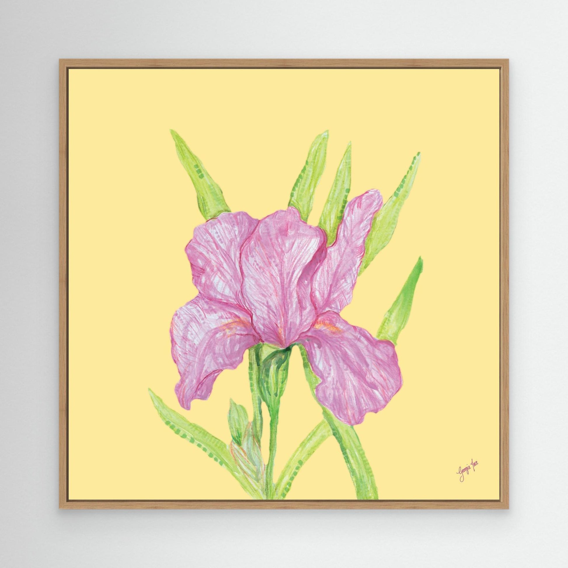 Iris in Bloom