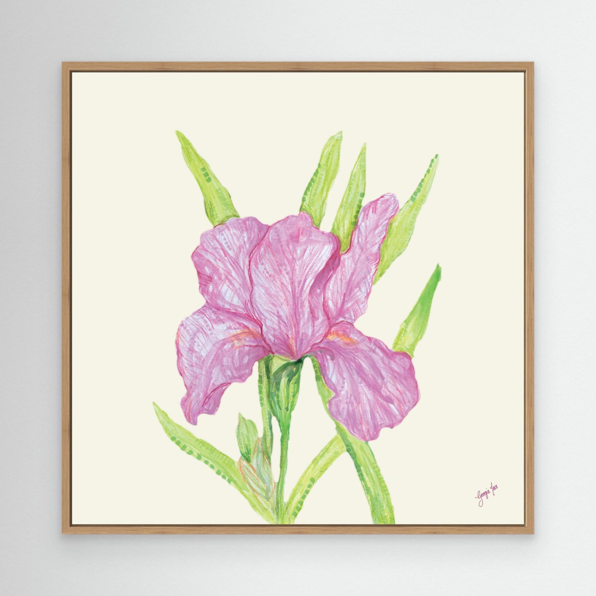 Pink Iris