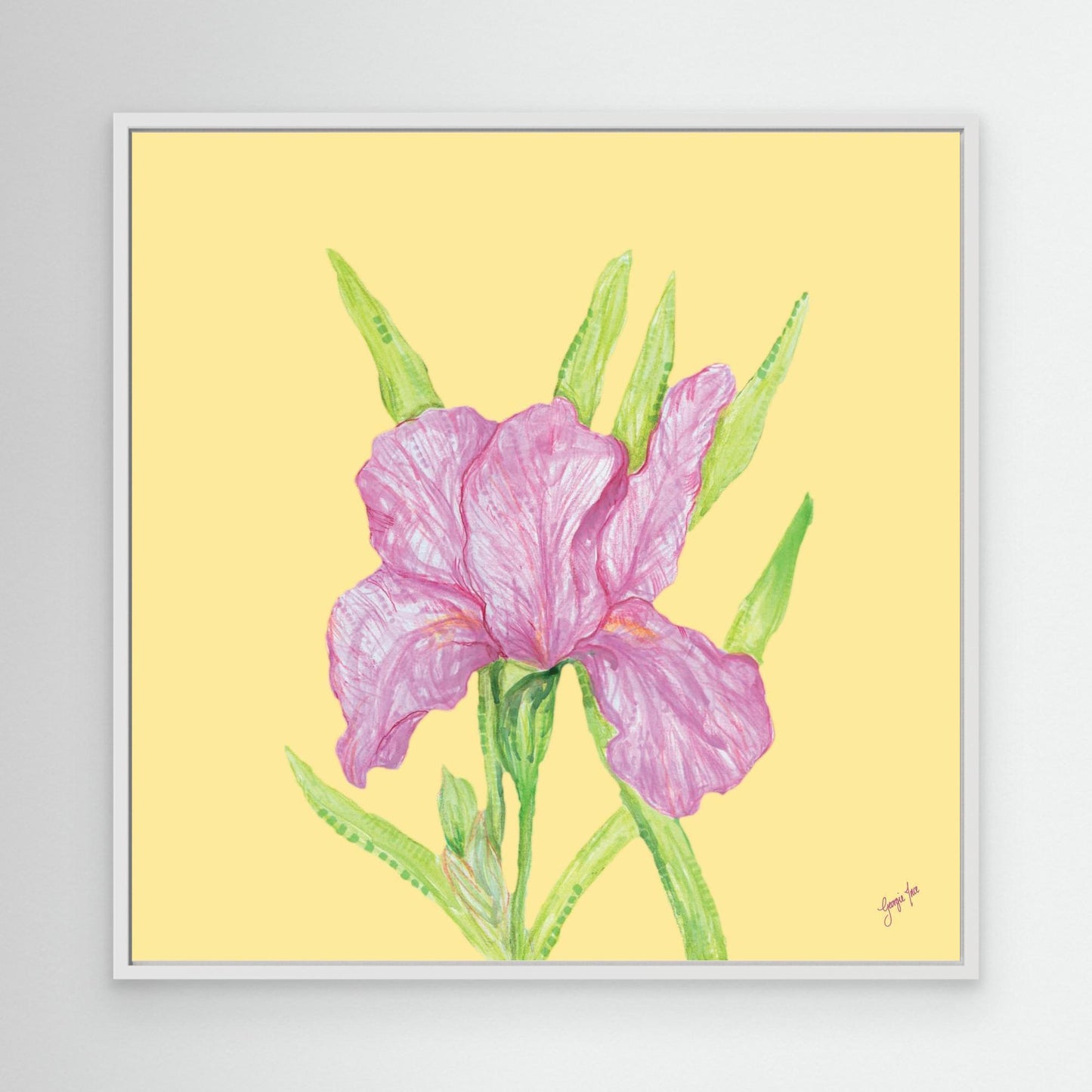 Iris in Bloom