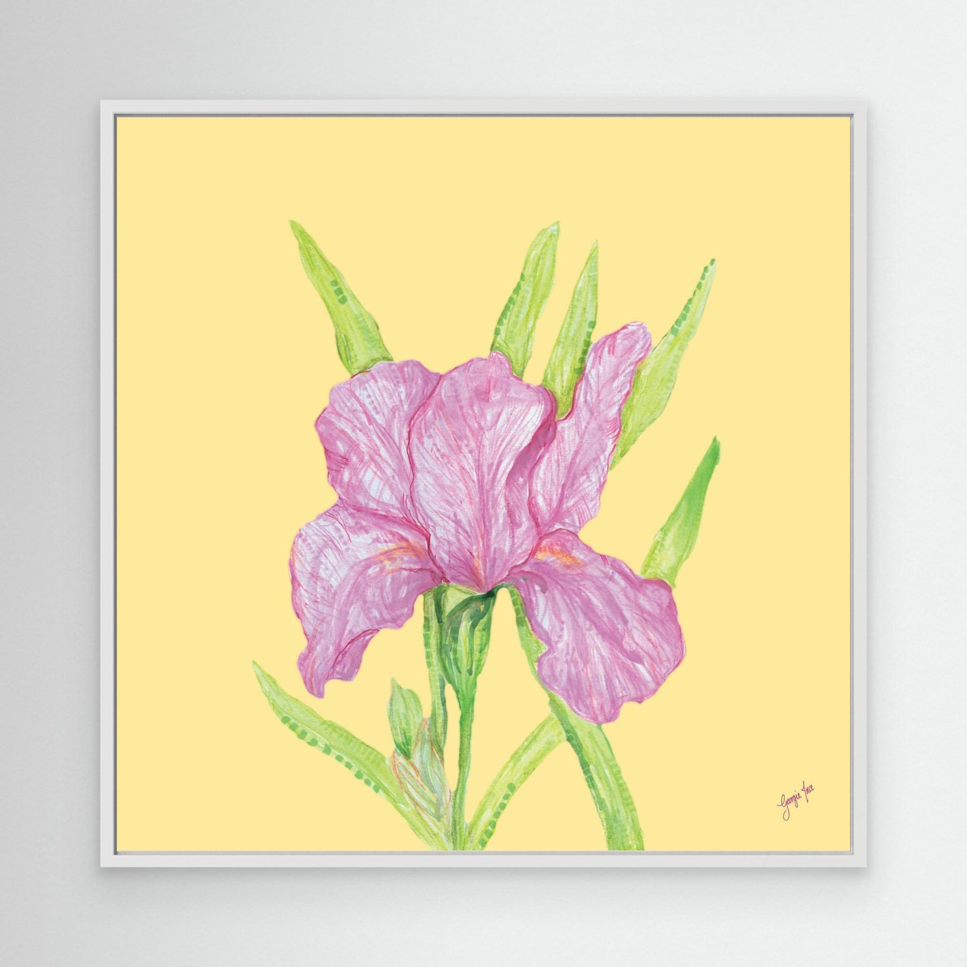 Iris in Bloom