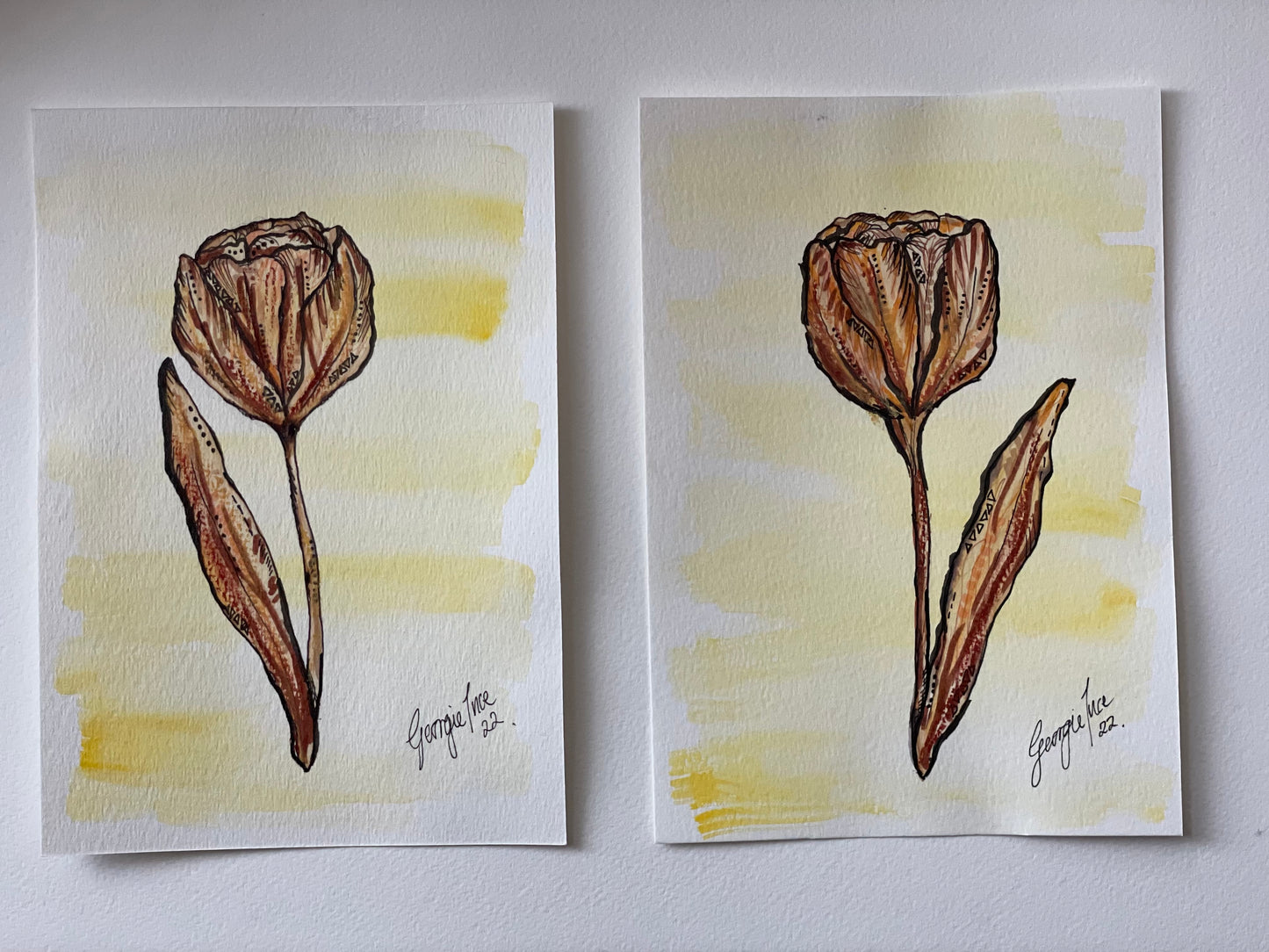 Original Tulip pair